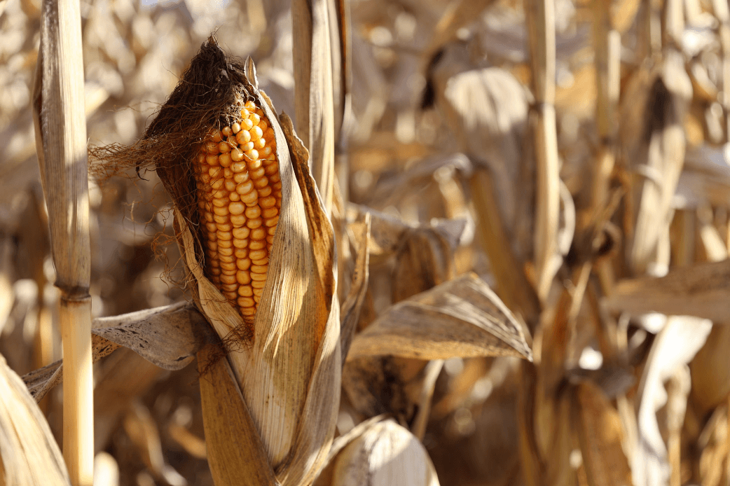 Corn
